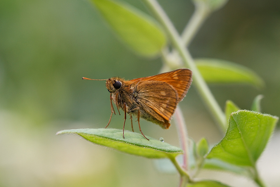 Ochlodes sylvanus ♀ conferma